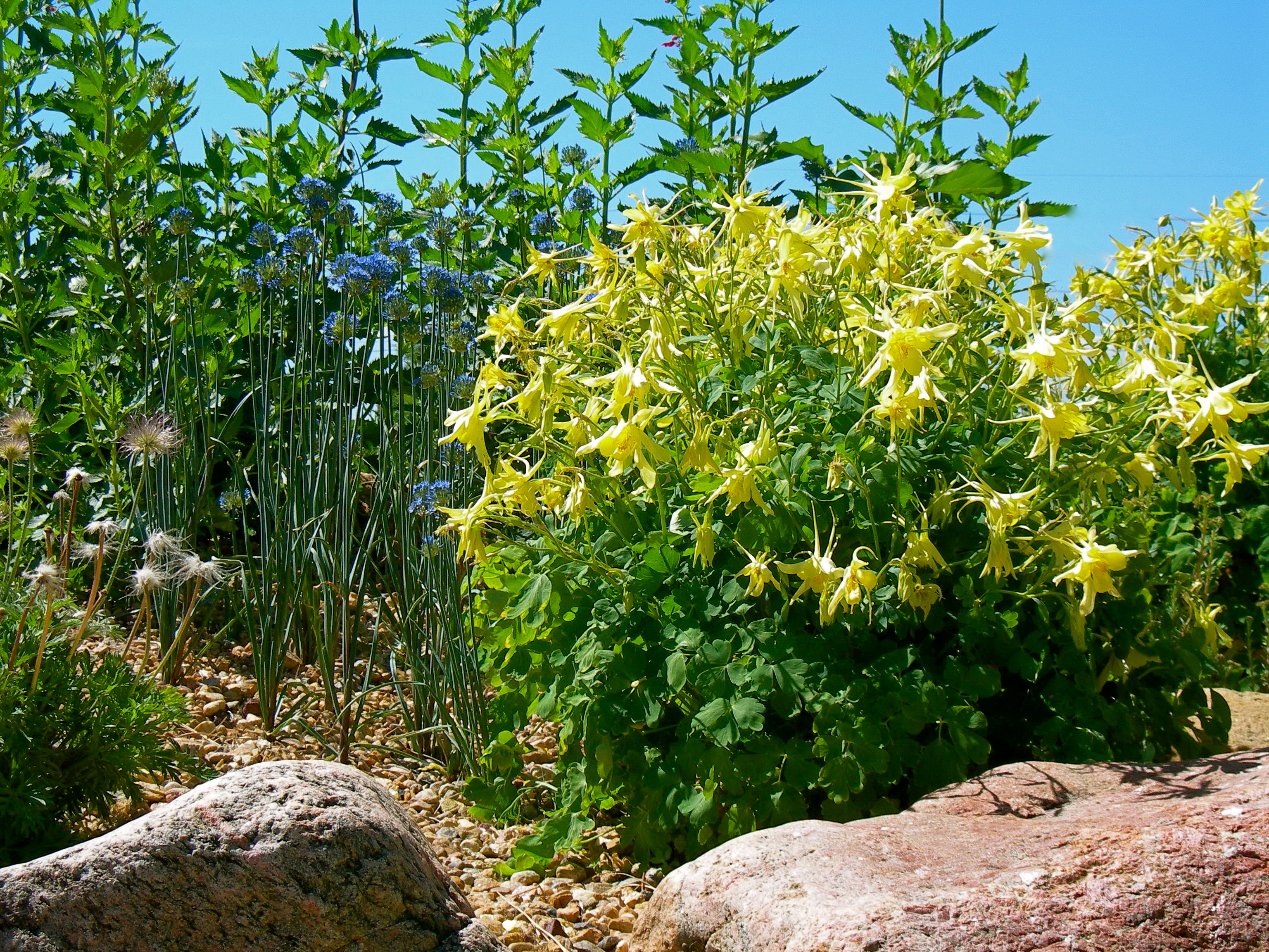 columbine aquilegia gold denver rush plant flower chrysantha plants gardens plantselect garden select lakewood city yellow kendrick lake google front