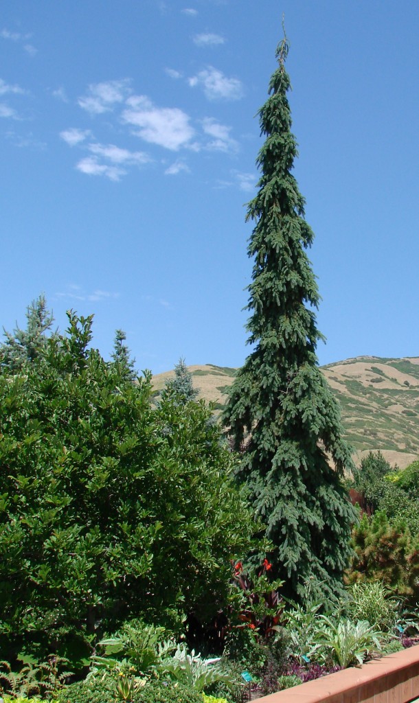 Evergreen elegance: weeping white spruce | Plant Select