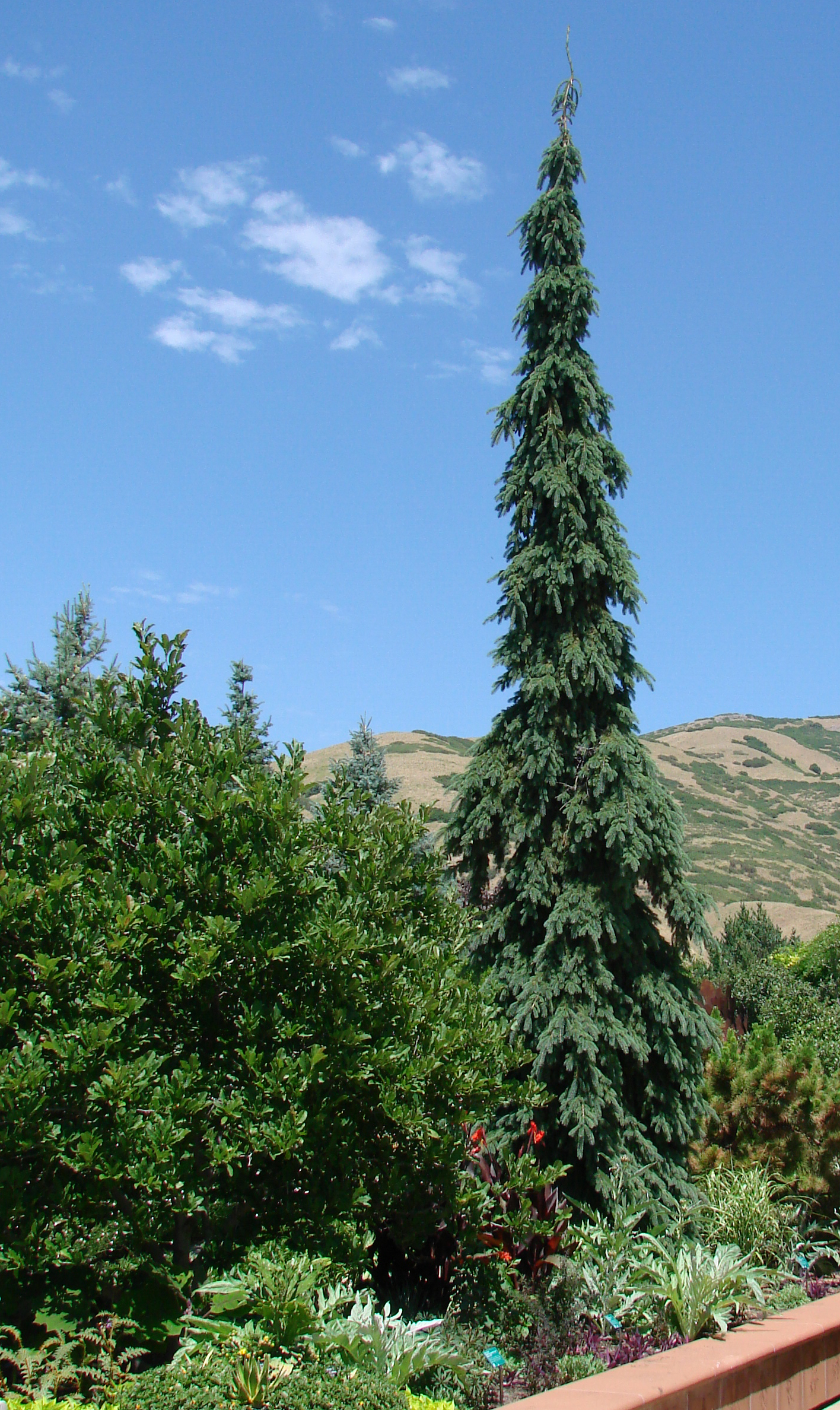 Image of weeping spruce tree with Miracle-Gro Evergreen