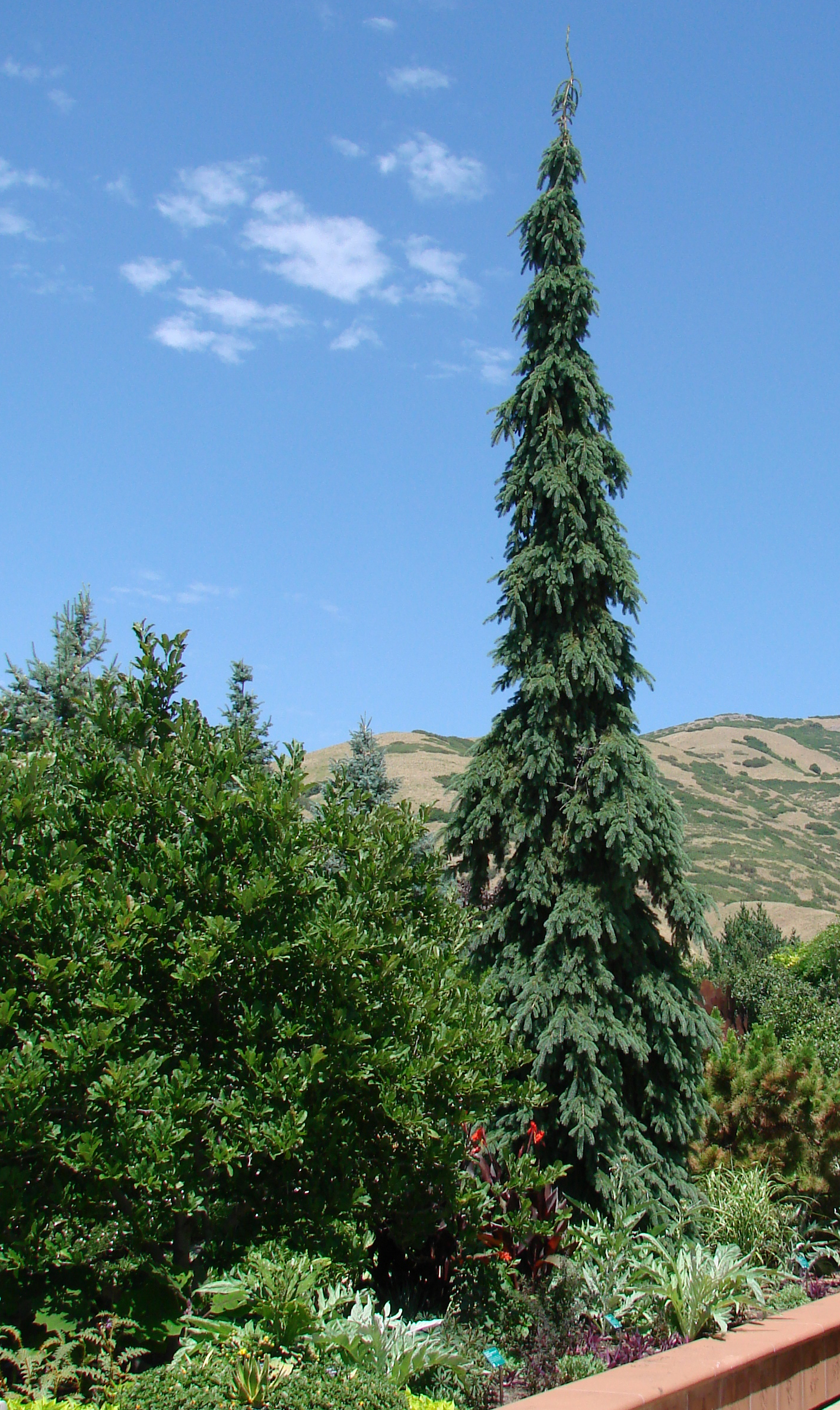 White Spruce Tree