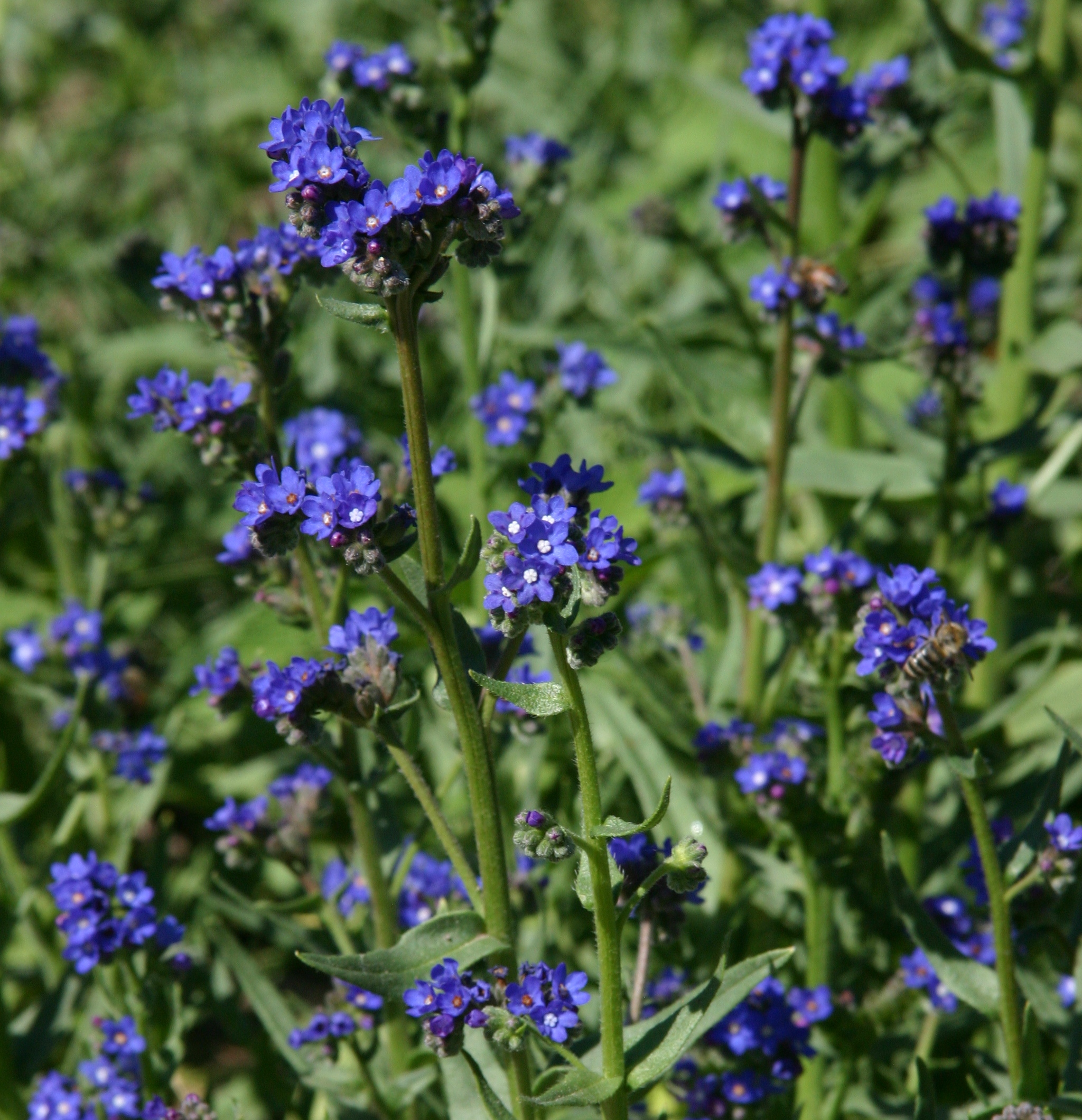 Summer forget-me-not (Anchusa)