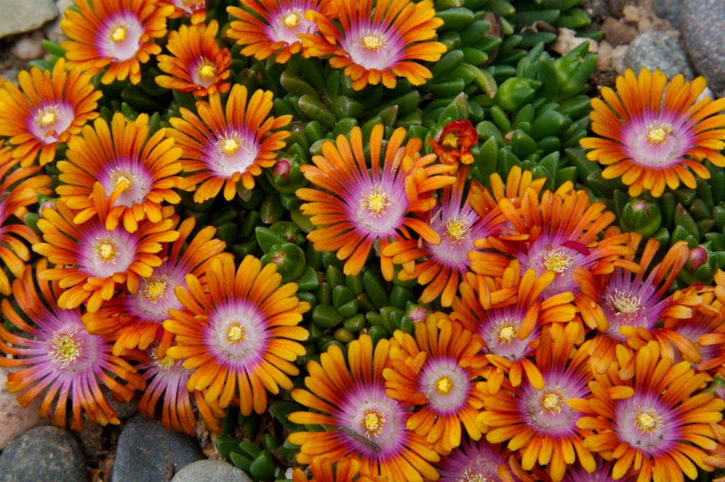 Delosperma ‘P001S’ Fire Spinner ice plant Plant Select