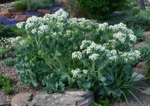 Crambe maritima Curly leaf sea kale Plant Select