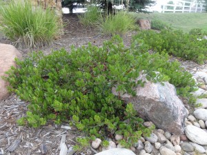 Arctostaphylos x coloradensis Chieftain manzanita Plant Select