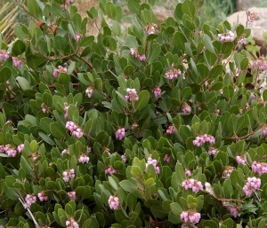 Arctostaphylos x coloradoensis | Panchito Manzanita Plant Select