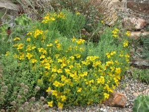 Zinnia grandiflora Gold on Blue Plant Select