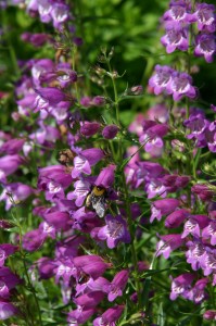 Penstemon x mexicali Pikes Peak Purple Penstemon Plant Select