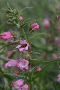 Penstemon x mexicali Carolyn's Hope Plant Select