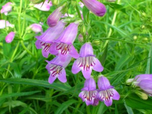 Penstemon x mexicali Shadow Mountain Plant Select