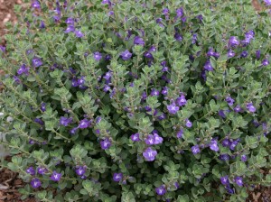 Scutellaria resinosa Smoky Hills Plant Select