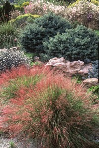 Muhlenbergia reverchonii Lauren Spring Ogden Plant Select