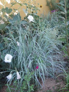 Andropogon gerardii Plant Select