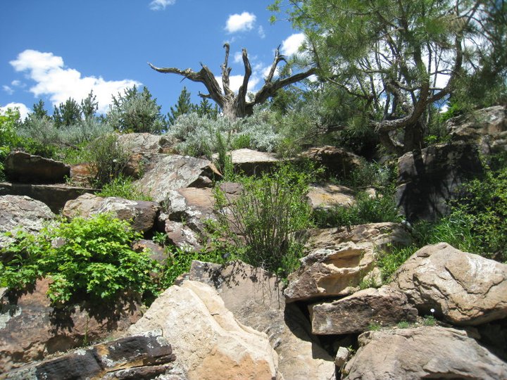 Betty Ford Alpine Gardens Vail Plant Select