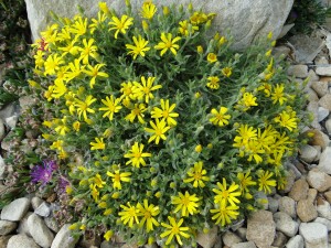 Heterotheca jonesii x villosa Goldhill Plant Select