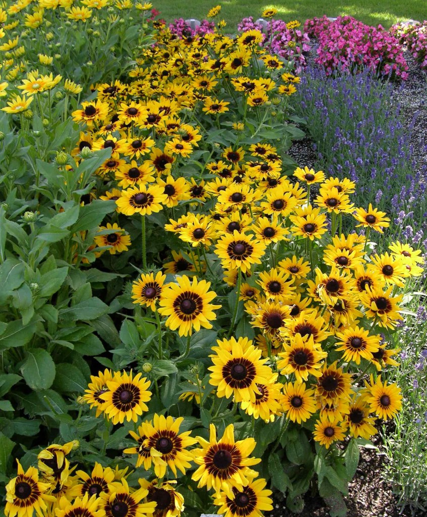 Rudbeckia | Plant Select