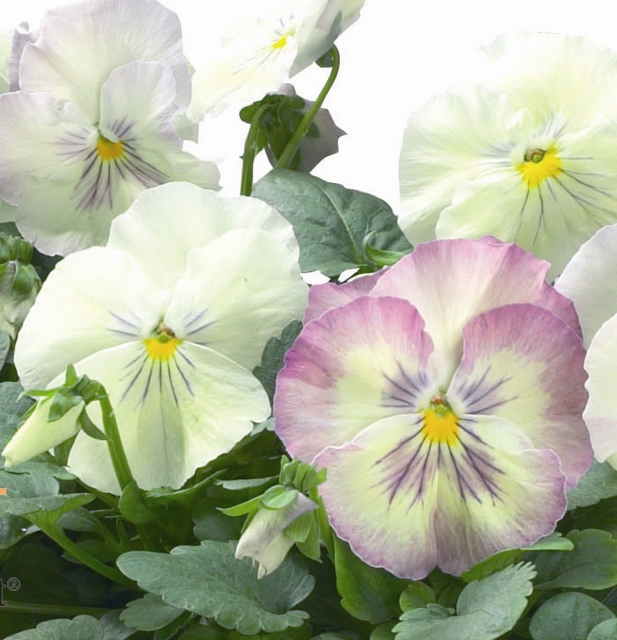 Viola x wittrockiana Plant Select