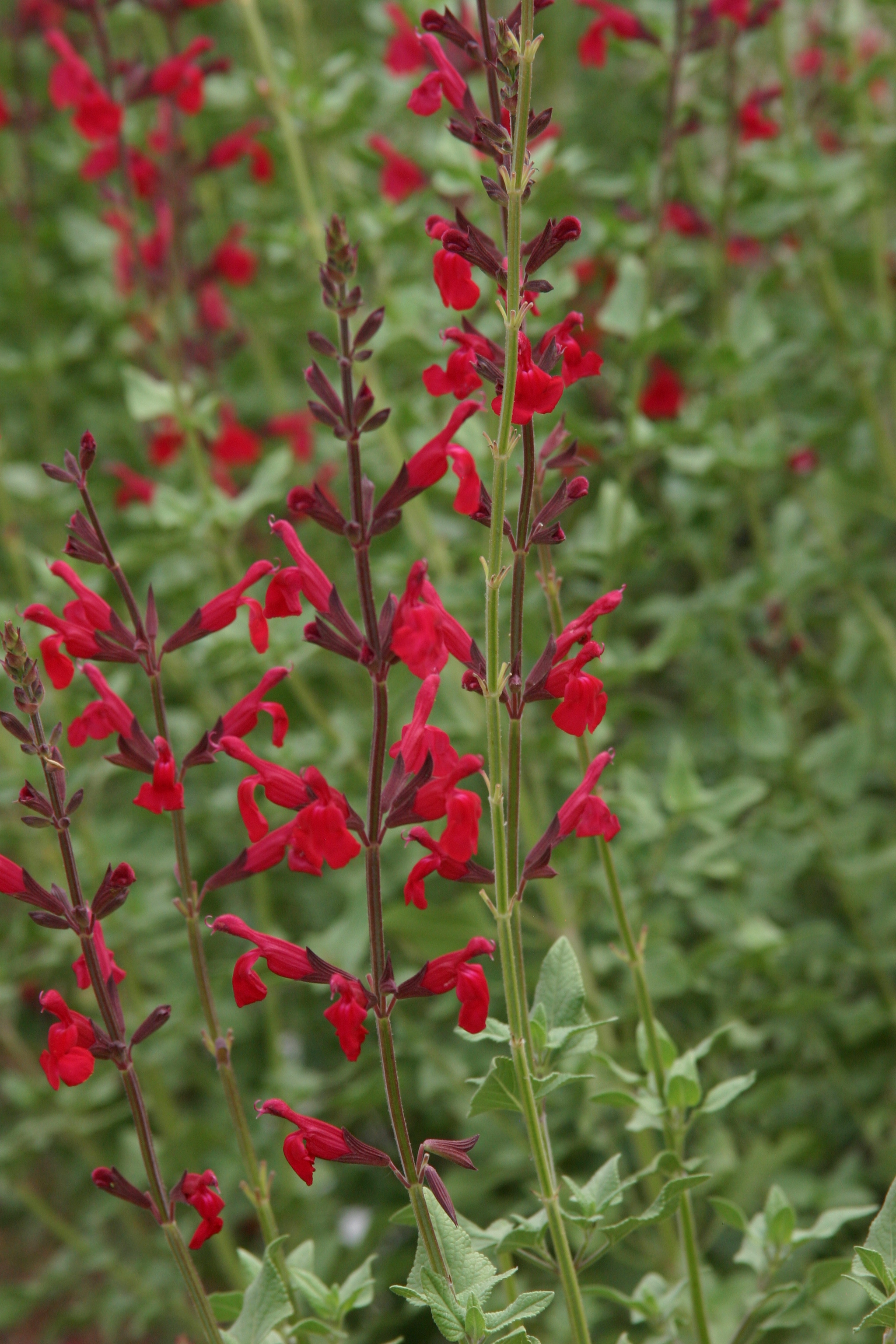 Salvia Windwalker royal red_Pat Hayward | Plant Select