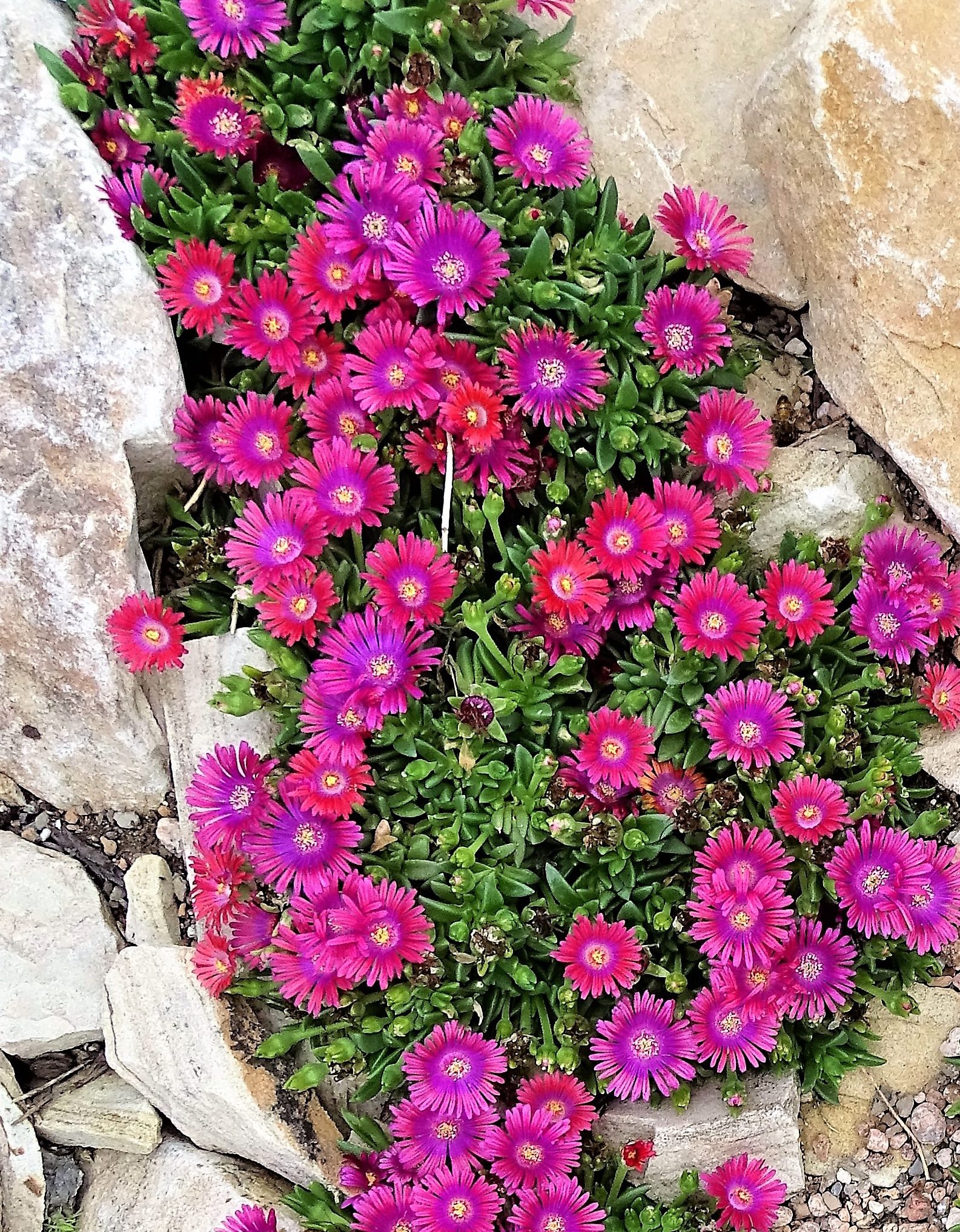 Plant Select Durable Plants for the Garden