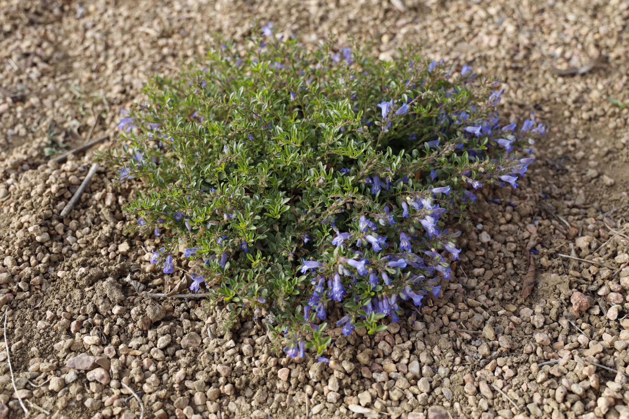 WAGGON WHEEL® Bluemat Penstemon – Penstemon caespitosus ‘P022S’ | Plant ...