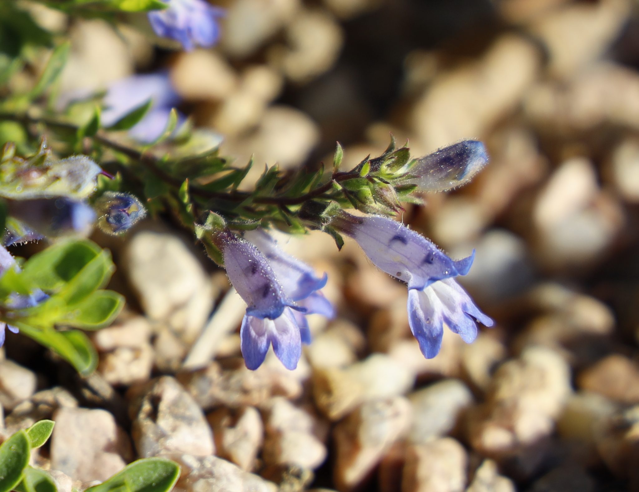 WAGGON WHEEL® Bluemat Penstemon – Penstemon caespitosus ‘P022S’ | Plant ...