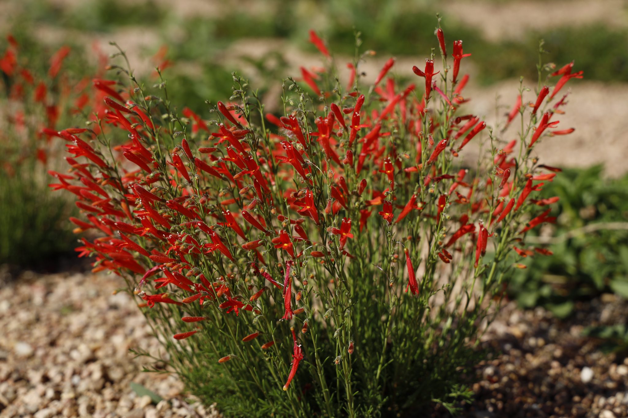 HALF PINT™ Pineleaf Penstemon – Penstemon pinifolius 'Compactum