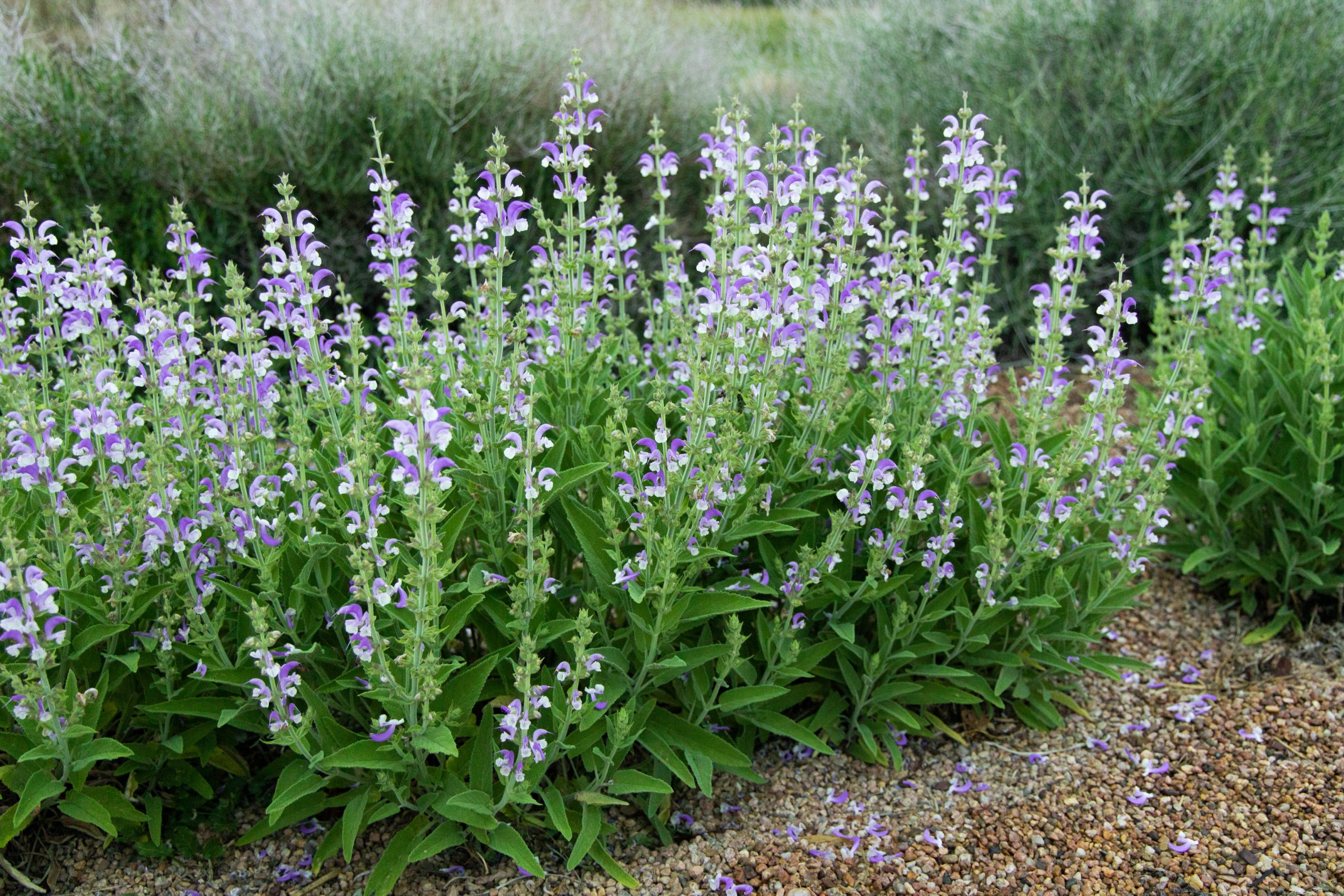 OLYMPUS™ Gold Leaf Sage -Salvia chrysophylla | Plant Select