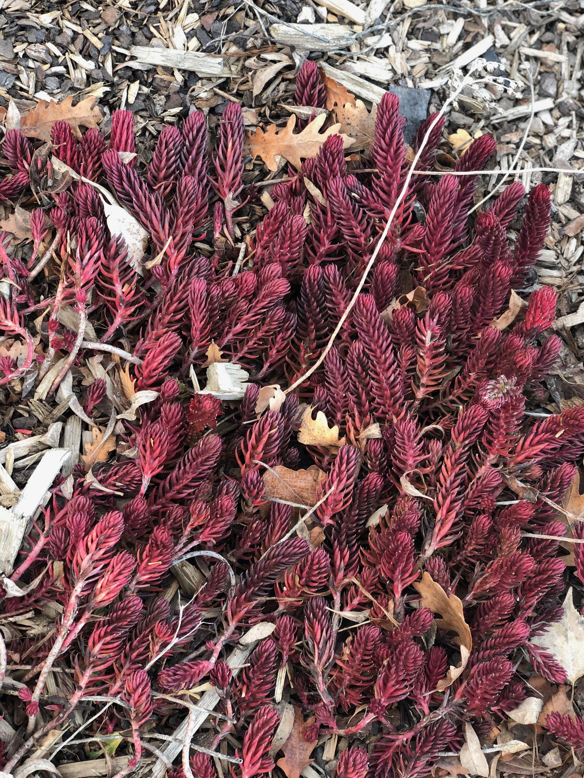WINTER FIRE® Sedum Petrosedum rupestre ‘Rice Creek’ Plant Select