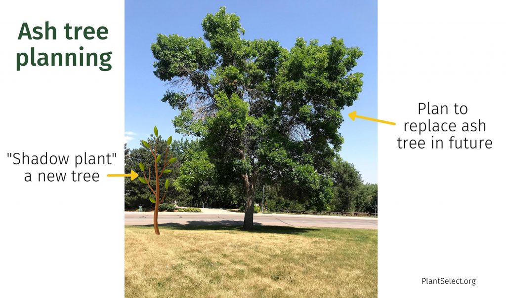 Ash tree planning for HOAs and homeowners: One option is to shadow plant few trees that are not ash (Fraxinus species)