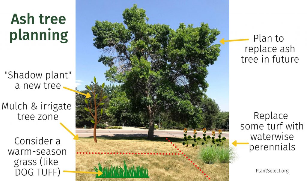 As you consider a plan for your HOA for ash trees in Colorado, it's a good time to consider waterwise landscaping