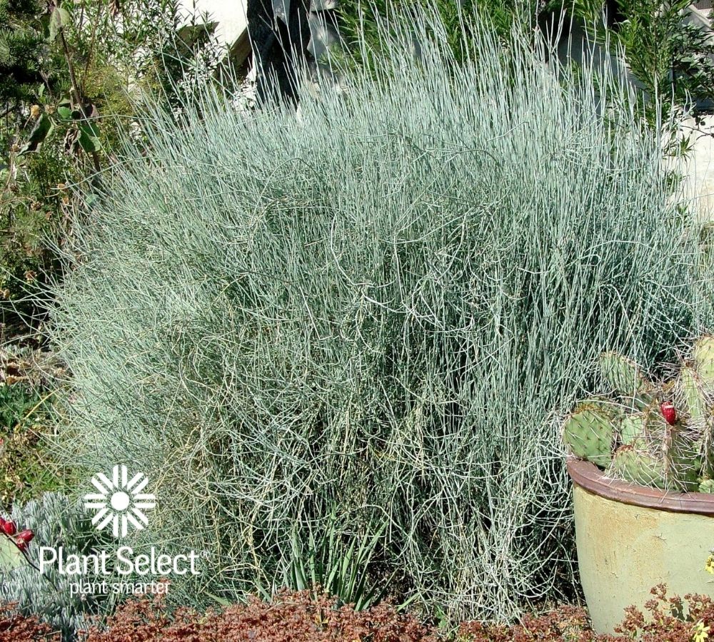 Ephedra equisetina | Bluestem joint fir from Plant Select