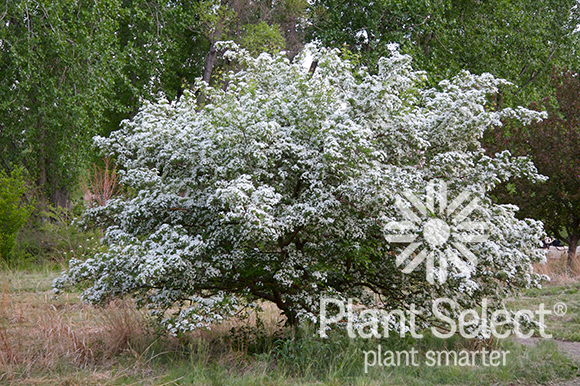 Plant Select Russian hawthorn (Crataegus ambigua)