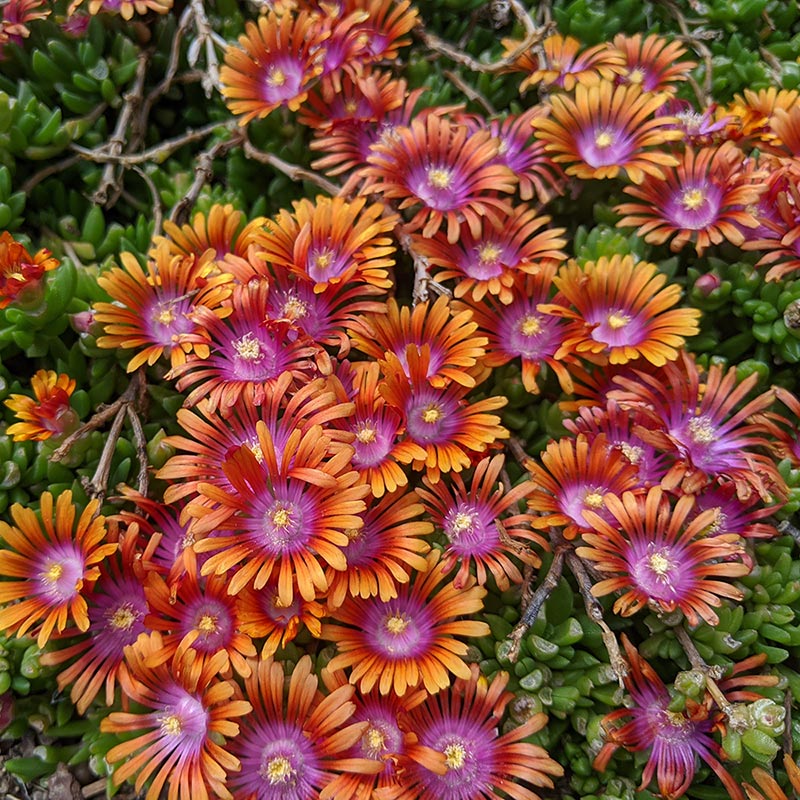Iceplant is a good plant for fire resistant landscapes