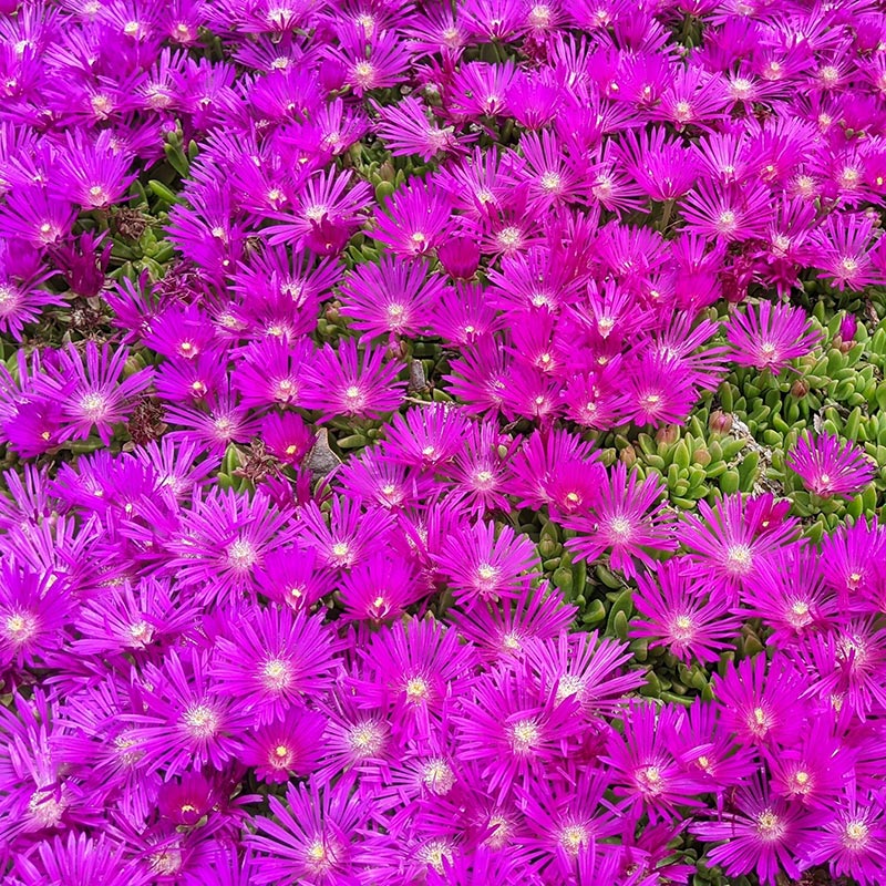 Delosperma is another plant for a wildfire resistant yard