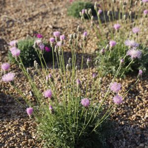 Bellina pink cornflower is an exciting introduction in the Plant Select program for 2023