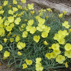 Shimmer evening primrose has joined the Plant Select collection of plants.