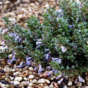 TUSHAR Bluemat Penstemon is a lovely addition to Plant Select's ground covers