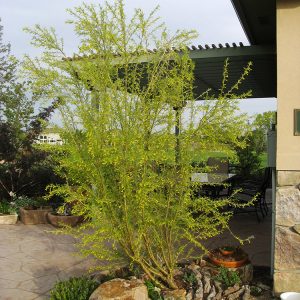 TIDY littleleaf peashrub is a large tree or small shrub--and one of the new 2023 plants for Plant Select