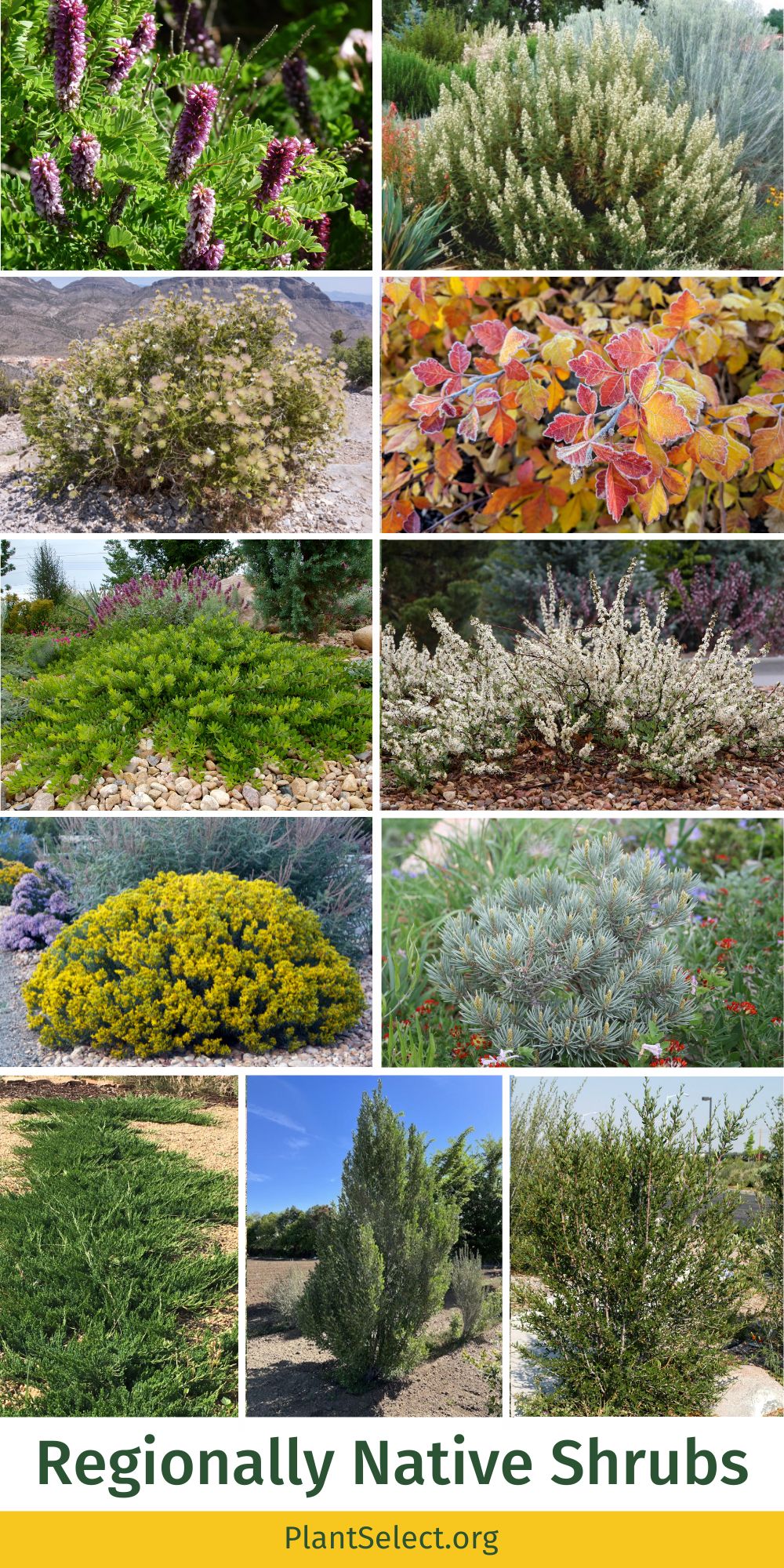 Native shrubs for Colorado, Utah, Idaho, Wyoming and more
