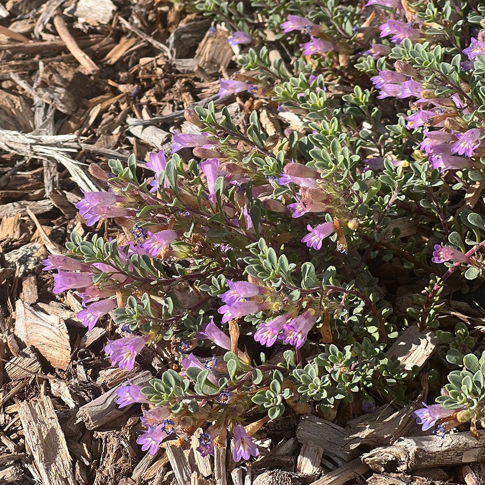 Plant Select's New Plants for 2023