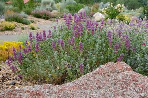 Mojave sage | Salvia pachyphylla