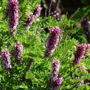Dwarf leadplant - A native shrub that became a new Plant Select plant in 2020