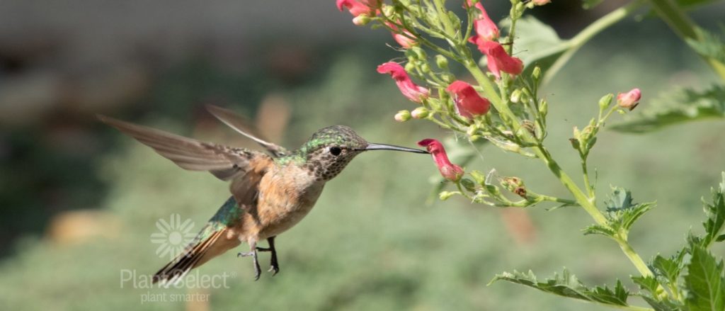 Hummingbird gathering nectar from a waterwise perennial known as Red Birds in a Tree, one of the best hummingbird flowers for the dry West.