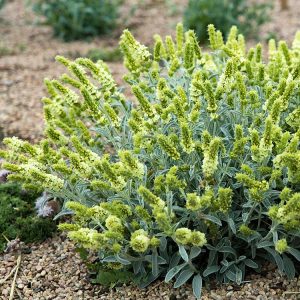 New plant from Plant Select for 2024: Sarada's Greek mountain tea - Sideritis syriaca 'P023S'