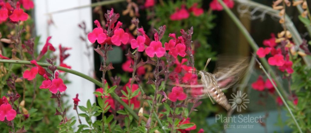 A white-lined sphinx moth feeds on Furman's Red sage, a western salvia.