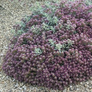 Plant Select - new plant for 2024 - EVERSILVER germander (Teucrium 'Harlequin's Silver')