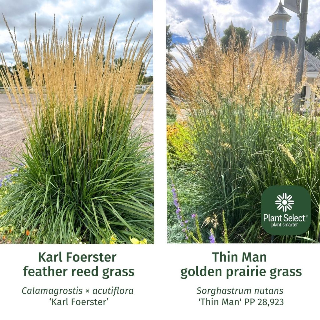 Here's a native alternative to Karl Foerster feather reed grass: Thin Man golden prairie grass (Sorghastrum nutans 'Thin Man').