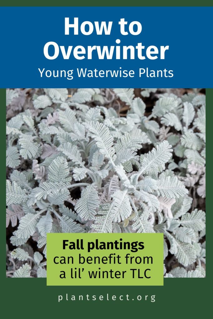 How to overwinter young waterwise plants | Tips for fall-planted plants