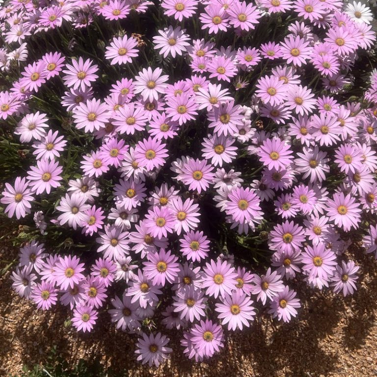 Mandy Raffles Daisy MANDY Sun Daisy - Flowering in Remembrance
