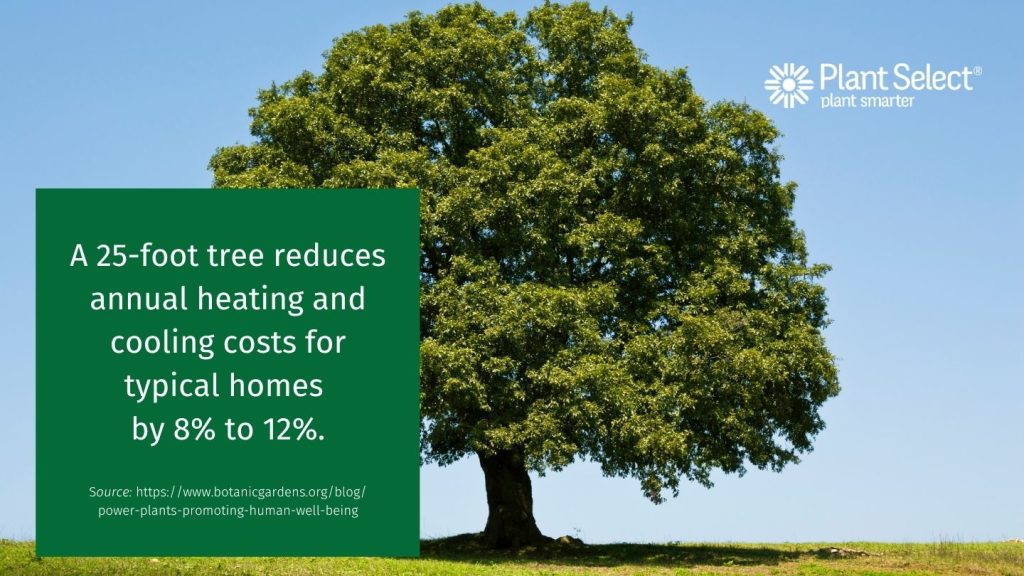 A 25-foot tree reduces annual heating and cooling costs for typical homes by 8% to 12%