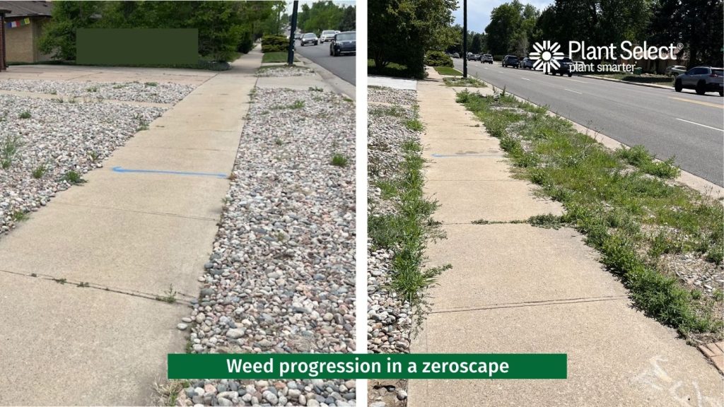 Weed progression in a zeroscape